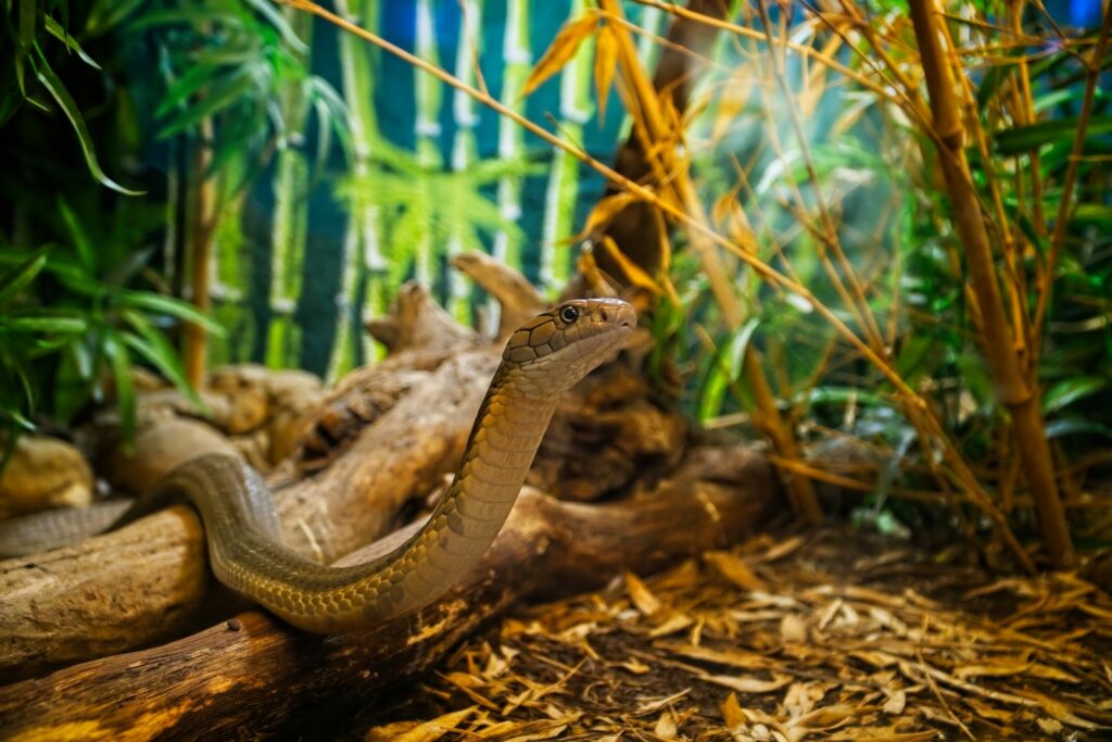 Serpiente peligrosa en su hábitat natural - animales peligrosos del mundo